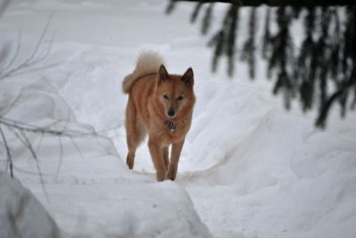Venla in Finland February 2015
