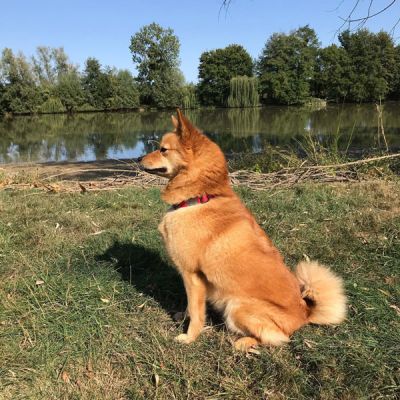 Ch Valokki Kuura in France September 2020. She is great-grandaughter of our Ch Valokki Helmi