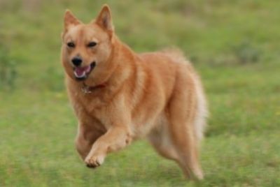 Valokki Priska - Photo by David Mortimore